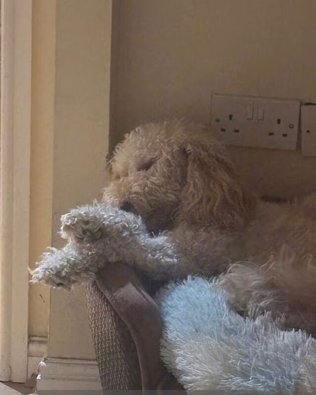 Cockapoo puppies for sale in Colchester, Essex – 1 year old - Image 3 of 5