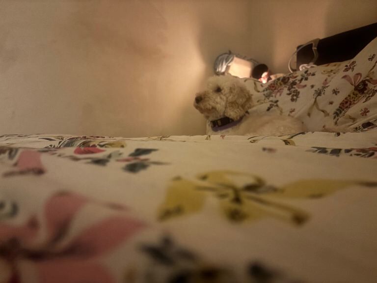 Cockapoo puppies for sale in Colchester, Essex – 1 year old - Image 5 of 5