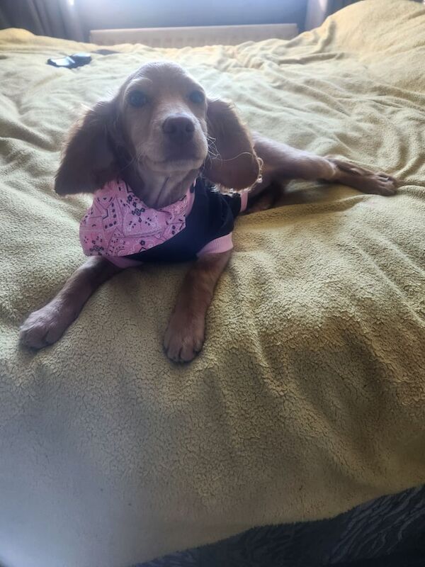 Female cockapoo pup for sale in Castlewellan, County Down | Image 2