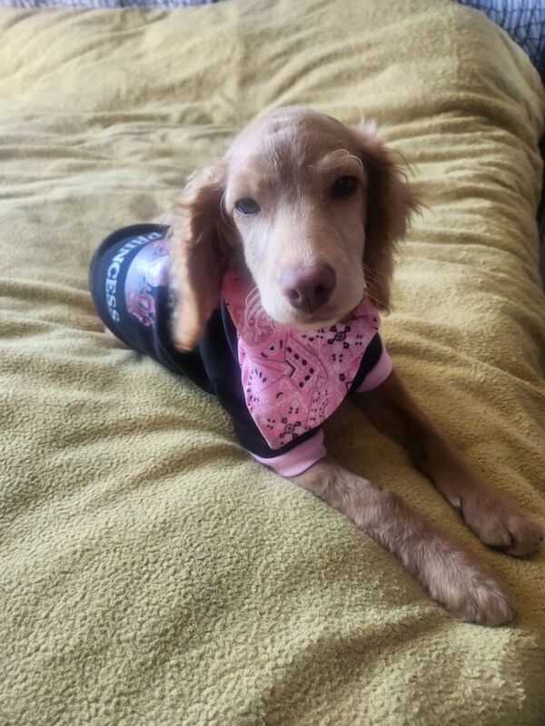 Female cockapoo pup for sale in Castlewellan, County Down | Image 3
