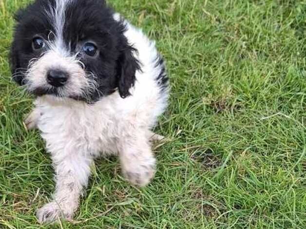 Cockapoo puppies for sale in Woking, Surrey – 1 year old - Image 2 of 4