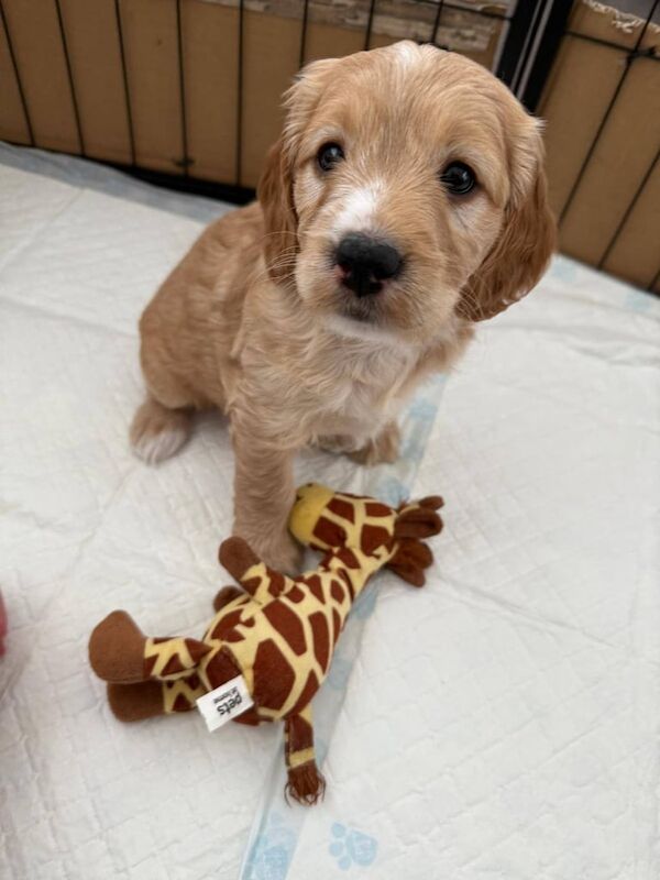 Female Cockapoo Pups for sale - Image 2 of 3