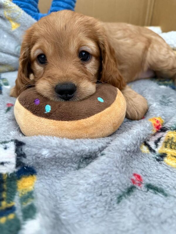 Female Cockapoo Pups for sale - Image 3 of 3