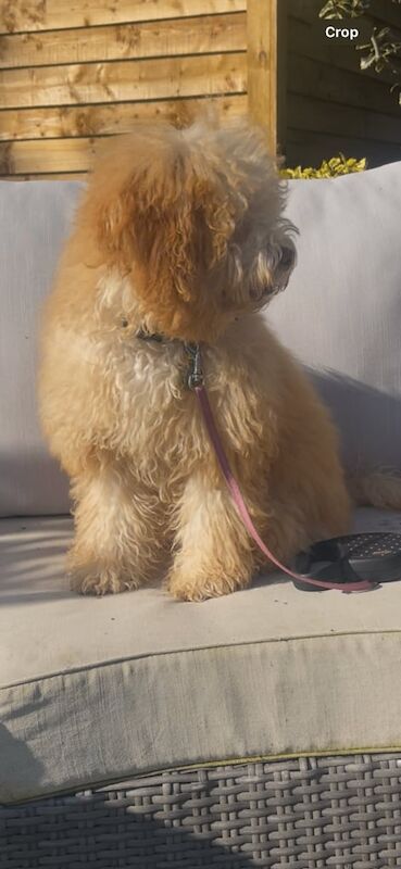 Cockapoo puppies for sale in Brockenhurst, Hampshire – 6 months old