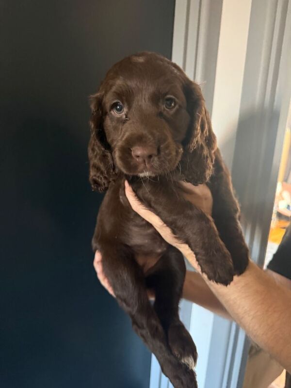 Cockapoo puppies for sale in Malmesbury, Wiltshire – 6 weeks old