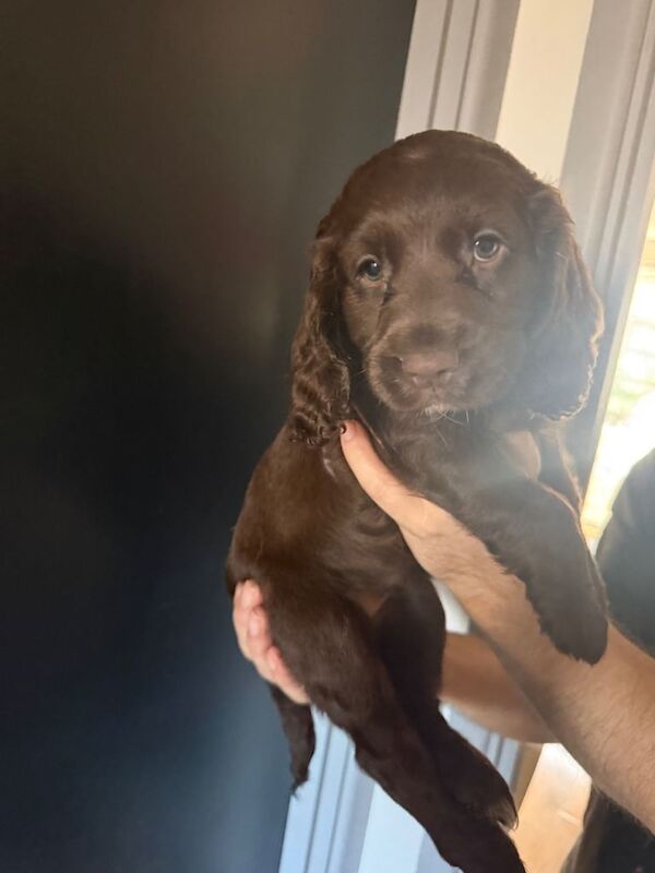 Cockapoo puppies for sale in Malmesbury, Wiltshire – 6 weeks old - Image 2 of 4