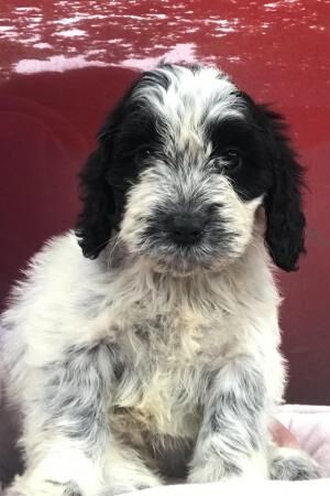 Fi Cockapoo Puppies from Health Tested Clear Dad for sale in Llandeilo, Carmarthenshire