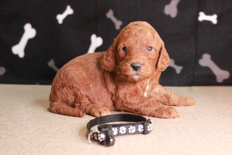 Fib Cockapoo's with DNA certs for sale in Carmarthen / Caerfyrddin, Dyfed