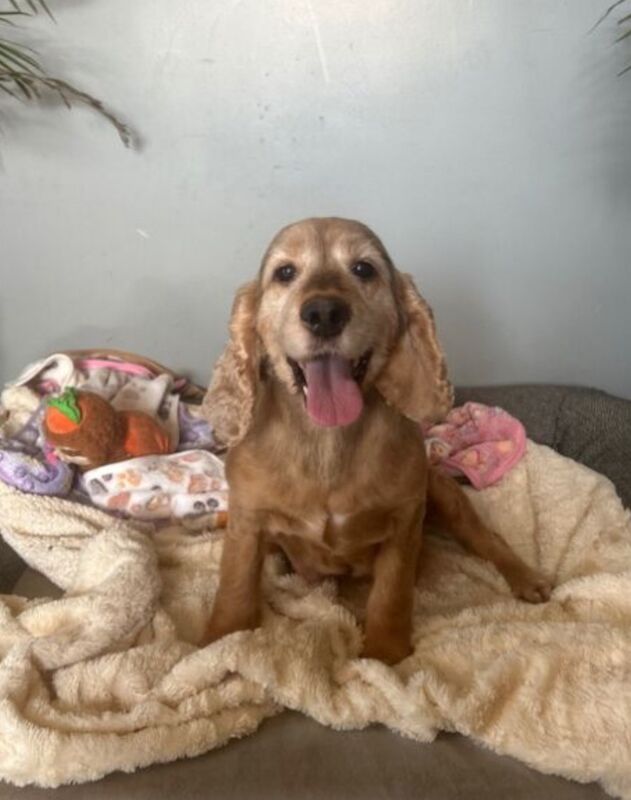 Fifi is looking for here retirement home for sale in Upwell, Norfolk