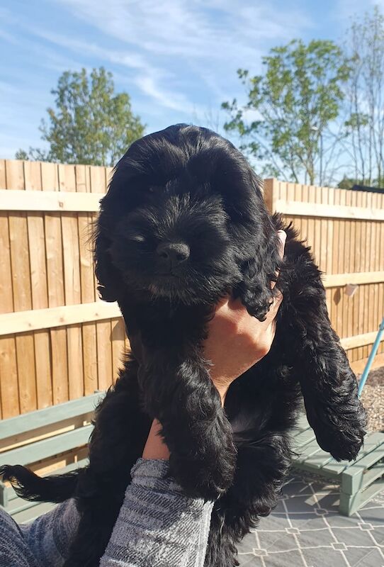 Cockapoo puppies for sale in Tenbury Wells, Worcestershire – 4 months old