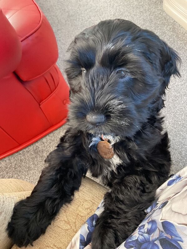 Cockapoo puppies for sale in Tenbury Wells, Worcestershire – 4 months old - Image 2 of 6