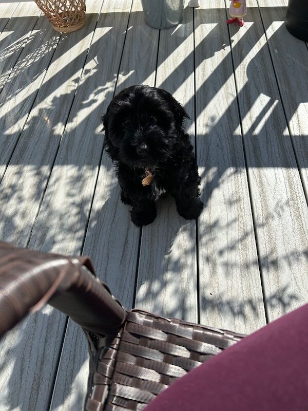 Cockapoo puppies for sale in Tenbury Wells, Worcestershire – 4 months old - Image 3 of 6