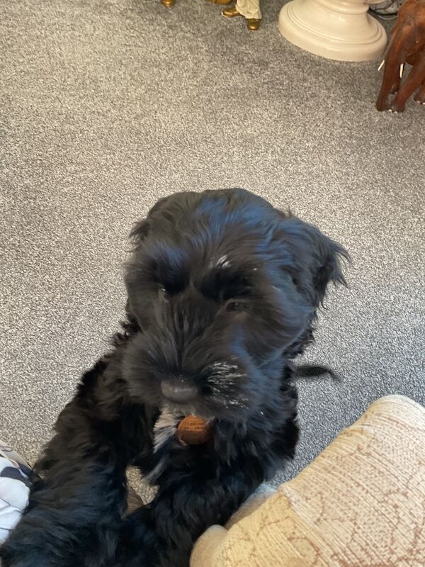 Cockapoo puppies for sale in Tenbury Wells, Worcestershire – 4 months old - Image 5 of 6