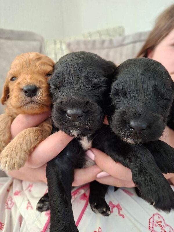 Cockapoo Puppies For Sale