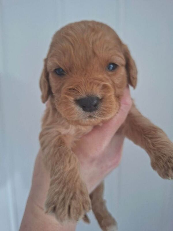 Fl cockapoo puppies - Image 2 of 6