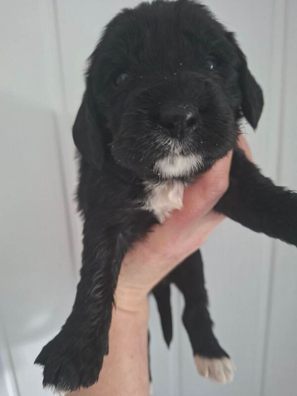 Fl cockapoo puppies - Image 4 of 6