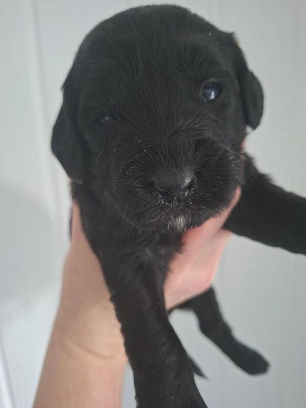 Fl cockapoo puppies - Image 5 of 6