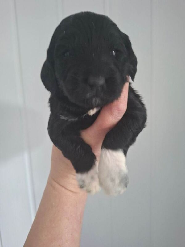 Fl cockapoo puppies - Image 6 of 6