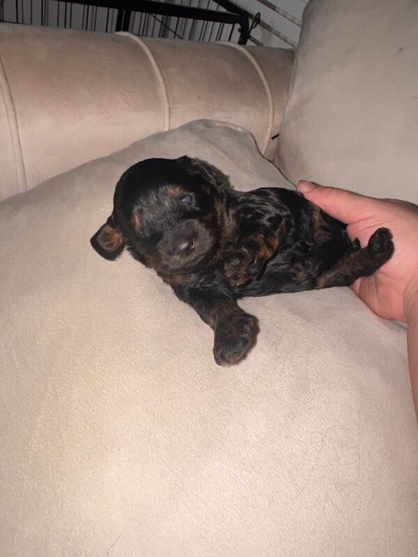 Cockapoo Puppies For Sale