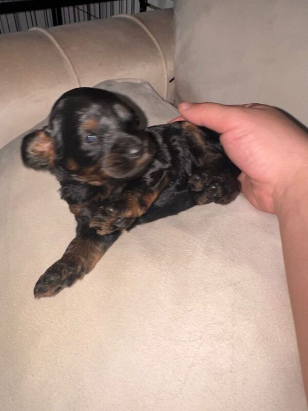 Fl1bb cockapoo - Image 2 of 5