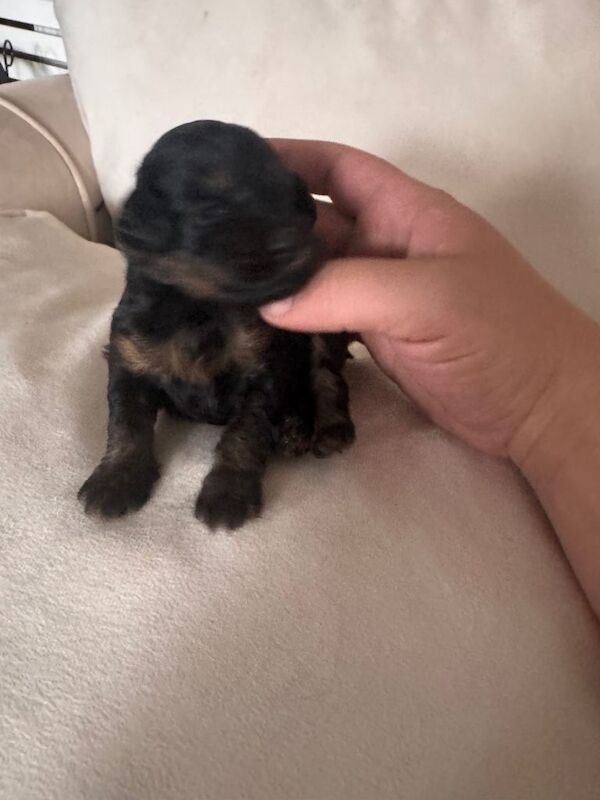 Fl1bb cockapoo - Image 5 of 5
