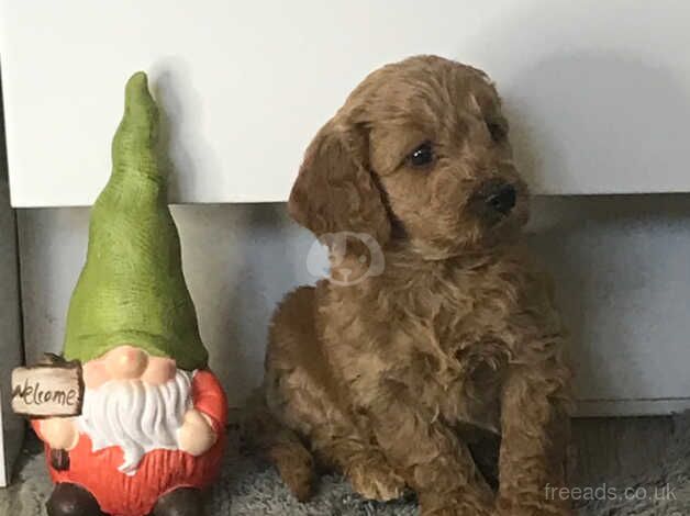 Cockapoo puppies for sale in Bradford, West Yorkshire – 1 year old - Image 1 of 5