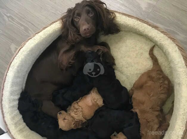 Cockapoo puppies for sale in Bradford, West Yorkshire – 1 year old - Image 2 of 5