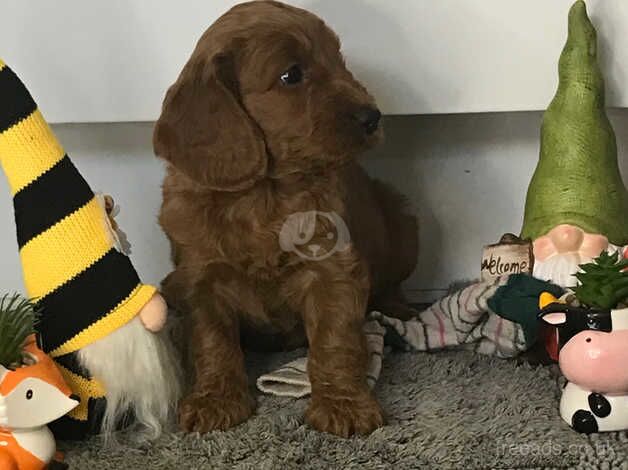 Cockapoo puppies for sale in Bradford, West Yorkshire – 1 year old - Image 3 of 5