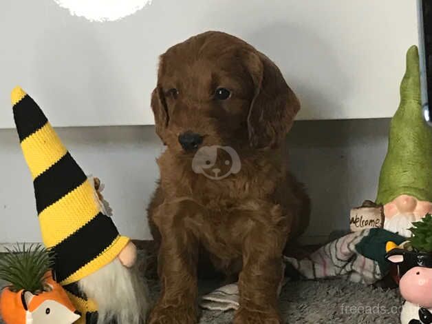 Cockapoo puppies for sale in Bradford, West Yorkshire – 1 year old - Image 4 of 5