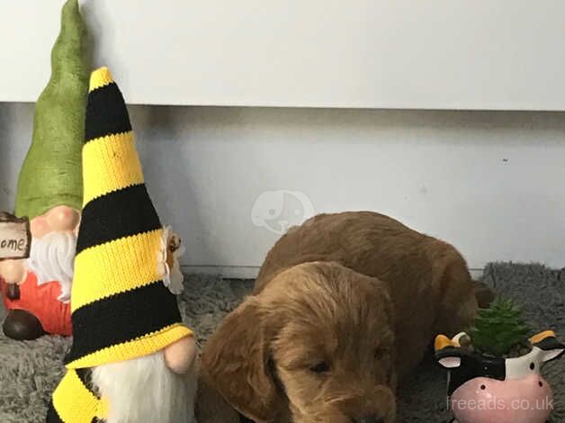 Cockapoo puppies for sale in Bradford, West Yorkshire – 1 year old - Image 5 of 5