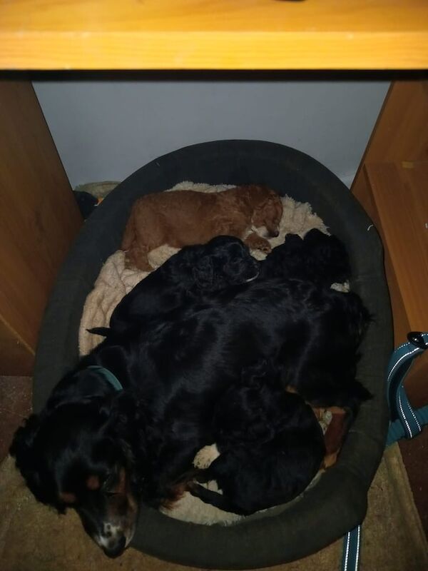 Cockapoo puppies for sale in West Molesey, Surrey – 11 months old - Image 1 of 3