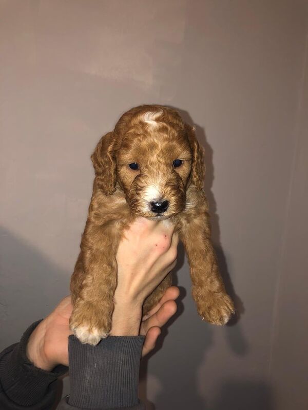 Cockapoo puppies for sale in West Molesey, Surrey – 11 months old - Image 2 of 3