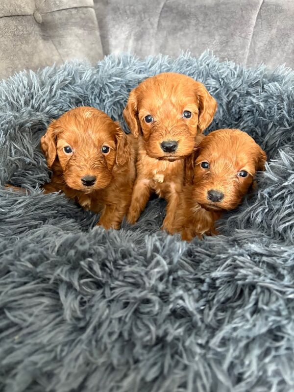 Cockapoo puppies for sale in Sunderland, Tyne and Wear – KC registered, 5 weeks old