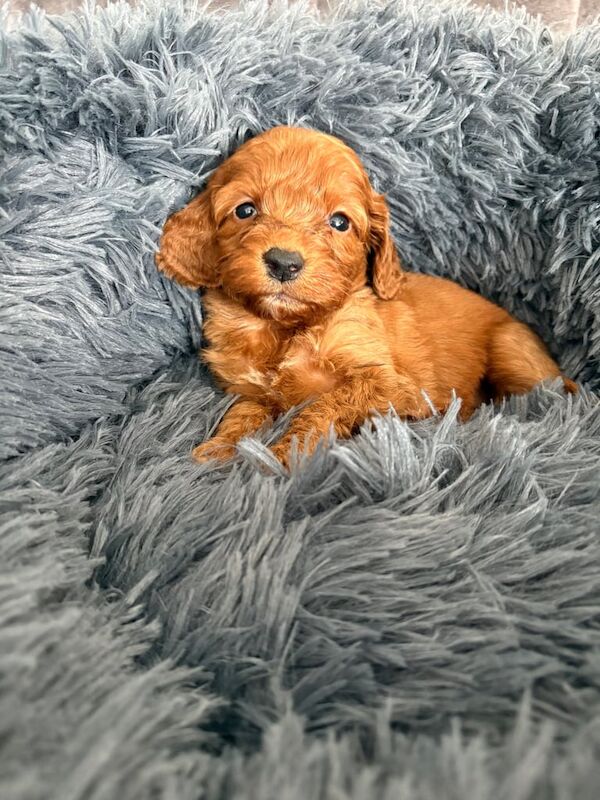 Cockapoo puppies for sale in Sunderland, Tyne and Wear – KC registered, 5 weeks old - Image 2 of 3