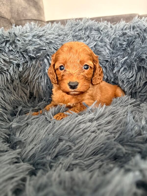 Cockapoo puppies for sale in Sunderland, Tyne and Wear – KC registered, 5 weeks old - Image 3 of 3