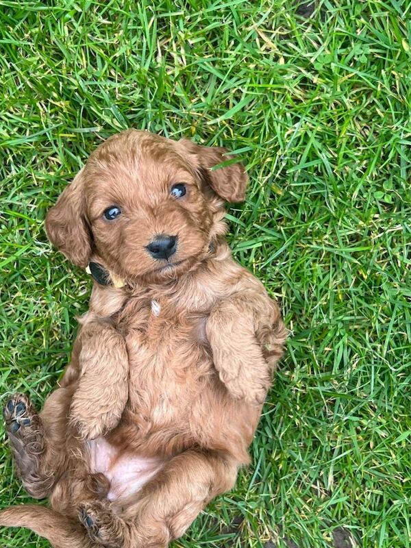 Fox Red Cockapoo Puppies - Image 2 of 5