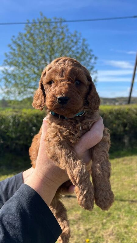 Fox Red Cockapoo Puppies - Image 3 of 5