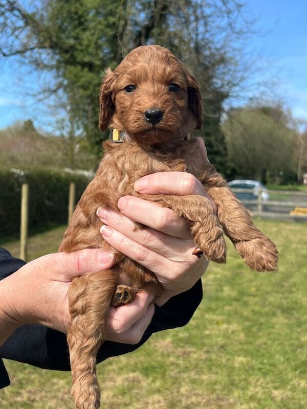 Fox Red Cockapoo Puppies - Image 4 of 5