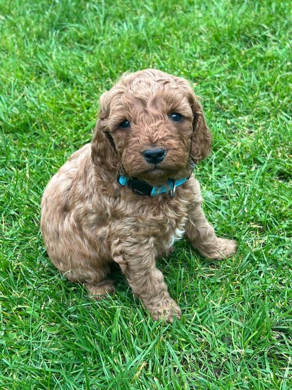 Fox Red Cockapoo Puppies - Image 5 of 5