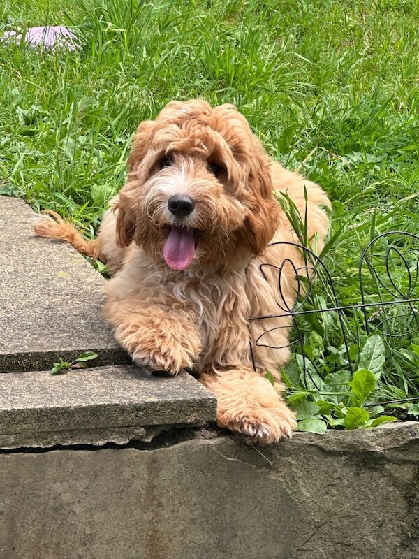 Fox red cockapoo puppy for sale in Radcliffe, Greater Manchester