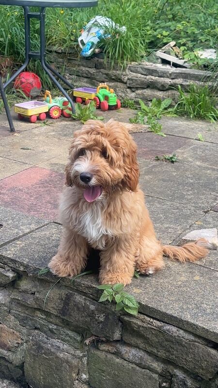 Fox red cockapoo puppy for sale in Radcliffe, Greater Manchester | Image 3