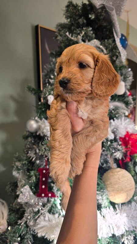 Cockapoo puppies for sale in Clacton-on-Sea, Essex – 7 weeks old - Image 2 of 8