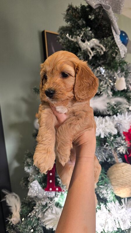 Cockapoo puppies for sale in Clacton-on-Sea, Essex – 7 weeks old - Image 4 of 8