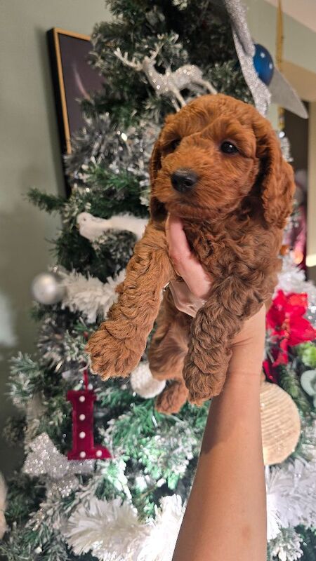 Cockapoo puppies for sale in Clacton-on-Sea, Essex – 7 weeks old - Image 6 of 8