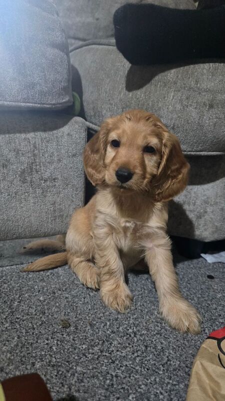 Cockapoo puppies for sale in Clacton-on-Sea, Essex – 7 weeks old - Image 8 of 8