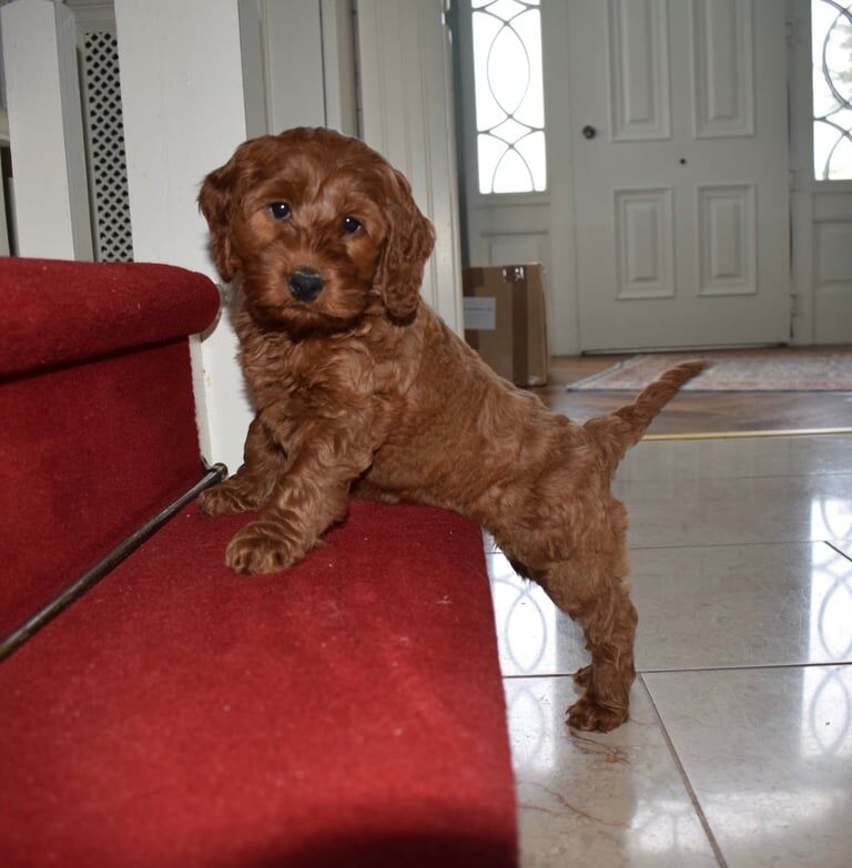 Cockapoo puppies for sale in Warrenpoint, County Down – 9 weeks old