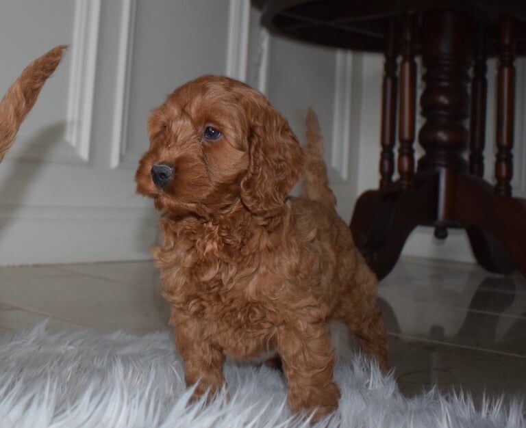 Cockapoo puppies for sale in Warrenpoint, County Down – 9 weeks old - Image 2 of 3