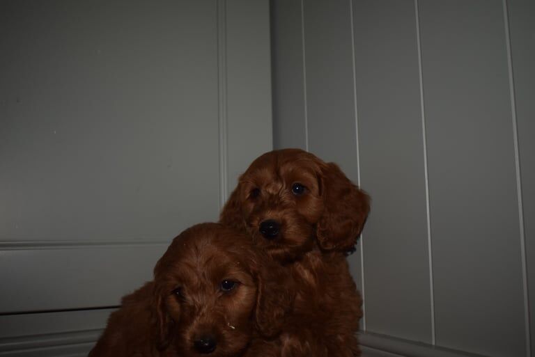 Cockapoo puppies for sale in Warrenpoint, County Down – 9 weeks old - Image 3 of 3