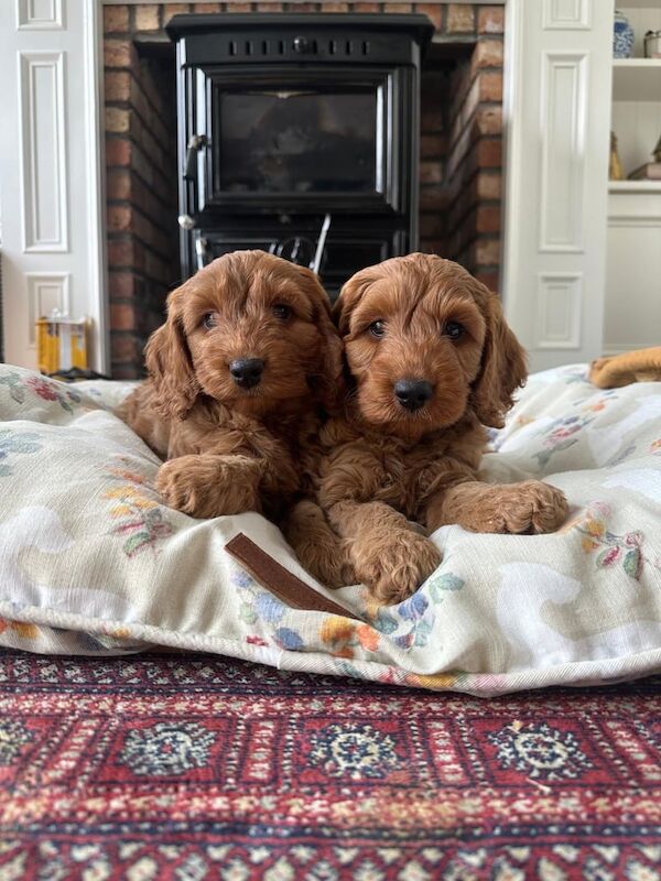 Cockapoo puppies for sale in Warrenpoint, County Down – 8 weeks old