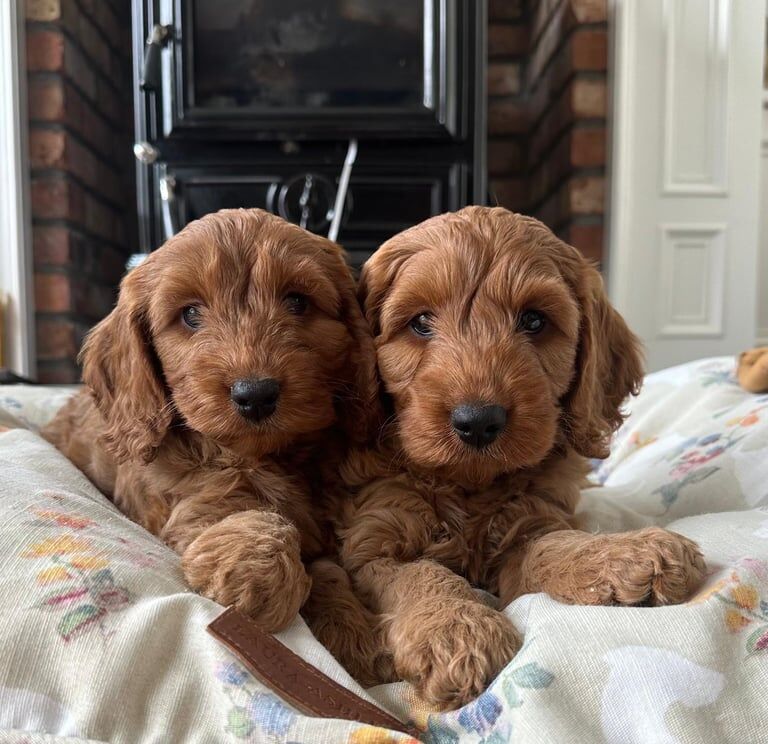 Cockapoo puppies for sale in Warrenpoint, County Down – 8 weeks old - Image 2 of 3